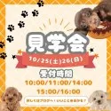 トイプードル(トイ)【茨城県・女の子・2025年8月5日・レッド】の写真2「10/25(土)26(日)見学会開催🎉今回だけ選べる特典付き🌟」