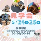 ポメラニアン【茨城県・男の子・2025年3月25日・ブラック】の写真2「5/24㈯25㈰2days見学会開催🌟掲載のワンちゃんだけでなく未掲載のワンちゃんも参加🐾」