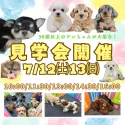 チワワ(ロング)【茨城県・女の子・2025年5月3日・ブラックタン&ホワイト】の写真2「7/12(土)13(日)50頭以上のワンちゃんの中から運命の出会いを見つけてみませんか？🐾」