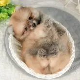 ポメラニアン【茨城県・男の子・2025年8月30日・オレンジ】の写真3「お気に入り登録で[未公開のお写真]や[お得なクーポン]など限定情報を配信中！今すぐお気に入り登録🔥」