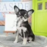 チワワ(ロング)【茨城県・女の子・2025年9月12日・ブラック&タン】の写真3「お気に入り登録で[未公開のお写真]や[お得なクーポン]など限定情報を配信中！今すぐお気に入り登録🔥」