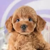 トイプードル(トイ)【茨城県・女の子・2025年8月14日・レッド】の写真3「お気に入り登録で[未公開のお写真]や[お得なクーポン]など限定情報を配信中！今すぐお気に入り登録🔥」