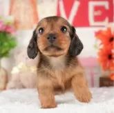 カニンヘンダックスフンド(ロング)【茨城県・男の子・2024年10月22日・シェーデッドレッド】の写真3「一度の見学で兄妹ちゃんや他のお友達も合わせて、複数頭の見学ができます!🐶」