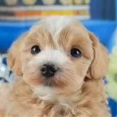 マルプー(マルチーズ×トイプードル)【茨城県・男の子・2024年12月25日・アプリコット】の写真3「お気に入り登録で[未公開のお写真]や[お得なクーポン]など限定情報を配信中！今すぐお気に入り登録🔥」