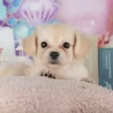 チワックス(チワワ×ダックスフンド)【茨城県・女の子・2025年9月9日・クリーム】の写真3「お気に入り登録で[未公開のお写真]や[お得なクーポン]など限定情報を配信中！今すぐお気に入り登録🔥」