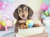 ミニチュアダックスフンド(ロング)【茨城県・男の子・2025年6月29日・チョコレートイエロー】の写真4「茨城県内でわんちゃんの掲載数No.1!!🌟たくさんの子から出会いを見つけてください💖」