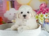 タイニープードル【茨城県・男の子・2025年4月24日・クリーム】の写真4「茨城県内でわんちゃんの掲載数No.1!!🌟たくさんの子から出会いを見つけてください💖」