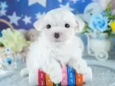 マルチーズ【茨城県・男の子・2025年7月24日・ホワイト】の写真4「茨城県内でわんちゃんの掲載数No.1!!🌟たくさんの子から出会いを見つけてください💖」