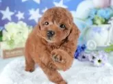 トイプードル(トイ)【茨城県・男の子・2025年5月31日・レッド】の写真4「茨城県内でわんちゃんの掲載数No.1!!🌟たくさんの子から出会いを見つけてください💖」