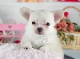 チワワ(ロング)【茨城県・男の子・2025年1月27日・クリーム】の写真5「茨城県内でわんちゃんの掲載数No.1!!🌟たくさんの子から出会いを見つけてください💖」