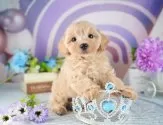 マルプー(マルチーズ×トイプードル)【茨城県・男の子・2025年8月16日・アプリコット】の写真4「茨城県内でわんちゃんの掲載数No.1!!🌟たくさんの子から出会いを見つけてください💖」