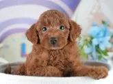 トイプードル(トイ)【茨城県・男の子・2025年4月9日・レッド】の写真4「茨城県内でわんちゃんの掲載数No.1!!🌟たくさんの子から出会いを見つけてください💖」