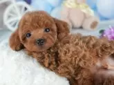 タイニープードル【茨城県・男の子・2025年1月9日・レッド】の写真4「茨城県内でわんちゃんの掲載数No.1!!🌟たくさんの子から出会いを見つけてください💖」