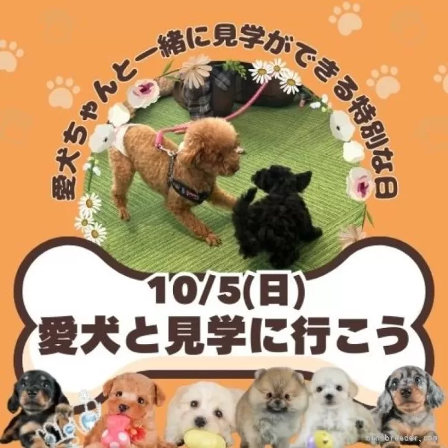 オーダー受付　シーズー　ご予約ページ　8/9 シーズー【東京都・男の子・2025年6月1日・ゴールド&ホワイト