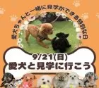 トイプードル(トイ)【茨城県・男の子・2025年5月2日・ホワイト】の写真5「9/21(日)愛犬同伴見学可能day🌟もちろん！今ワンちゃんを飼育されていなくても見学OKです💓」