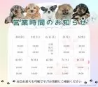 マルプー(マルチーズ×トイプードル)【茨城県・女の子・2025年4月17日・アプリコット】の写真5「定休日無し🌟ご見学は18時まで可能です🐶」