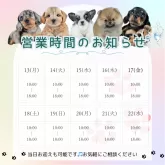 チワックス(チワワ×ダックスフンド)【茨城県・女の子・2025年2月28日・ブラック&タン】の写真5「定休日無し🌟ご見学は18時まで可能です🐶」