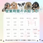 ミニチュアダックスフンド(ロング)【茨城県・女の子・2025年4月3日・ブラック&タン】の写真5「定休日無し🌟ご見学は18時まで可能です🐶」