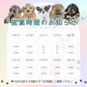 ミニチュアダックスフンド(ロング)【茨城県・女の子・2025年5月10日・ゴールド】の写真5「定休日無し🌟ご見学は18時まで可能です🐶」