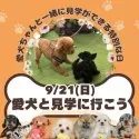 ポメラニアン【茨城県・男の子・2025年6月23日・オレンジ】の写真5「9/21(日)愛犬同伴見学可能day🌟もちろん！今ワンちゃんを飼育されていなくても見学OKです💓」