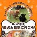 ポメラニアン【茨城県・男の子・2025年6月5日・クリーム】の写真5「8/31(日)愛犬同伴見学可能day🌟もちろん！今ワンちゃんを飼育されていなくても見学OKです💓」