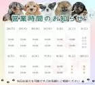 ポメラニアン【茨城県・女の子・2025年6月16日・オレンジセーブル】の写真5「定休日無し🌟ご見学は18時まで可能です🐶」