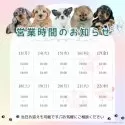 チワワ(ロング)【茨城県・女の子・2025年4月1日・ブラックタン】の写真5「定休日無し🌟ご見学は18時まで可能です🐶」