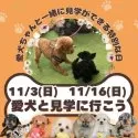 ミニチュアダックスフンド(スムース)【茨城県・女の子・2025年8月29日・ブラック&タン】の写真5「愛犬同伴見学可能day🌟もちろん！今ワンちゃんを飼育されていなくても見学OKです💓」