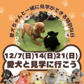 ポメラニアン【茨城県・男の子・2025年8月30日・オレンジ】の写真5「愛犬同伴見学可能日です⭐もちろん！今ワンちゃんを飼育されていなくても見学OKです💓」