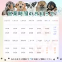 トイプードル(トイ)【茨城県・男の子・2025年5月31日・レッド】の写真5「定休日無し🌟ご見学は18時まで可能です🐶」