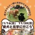 ポメラニアン【茨城県・男の子・2025年8月11日・オレンジ】の写真5「愛犬同伴見学可能日です⭐もちろん！今ワンちゃんを飼育されていなくても見学OKです💓」