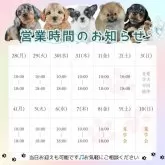 チワワ(ロング)【茨城県・女の子・2025年5月14日・ブルーマール】の写真5「定休日無し🌟ご見学は18時まで可能です🐶」