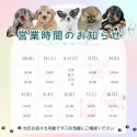 ビションプープー(トイプードル×ビションプー)【茨城県・女の子・2025年4月4日・アプリコット】の写真5「定休日無し🌟ご見学は18時まで可能です🐶」