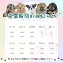 ミニチュアダックスフンド(ロング)【茨城県・男の子・2025年4月5日・シェーデッドレッド】の写真5「定休日無し🌟ご見学は18時まで可能です🐶」