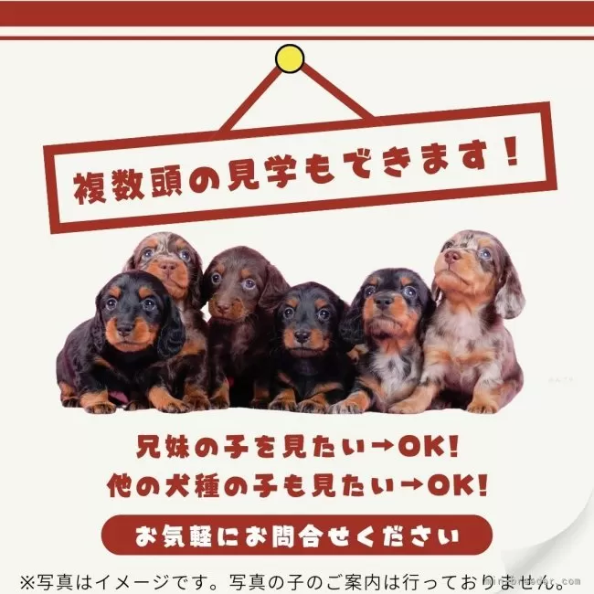 暁のポメラニアン① dog_img_1_19bd3c6359b0.jpg