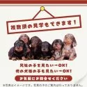 チワワ(ロング)【茨城県・男の子・2025年3月11日・ブラック&ホワイト】の写真7「複数の子犬を見学可能です☺ご希望の子がいれば遠慮なくお伝えください！」