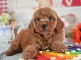 トイプードル(トイ)【茨城県・女の子・2025年3月3日・レッド】の写真9「獣医師さんによる健康診断実施済み！🏥もちろん健康診断書も付いてます🌟」