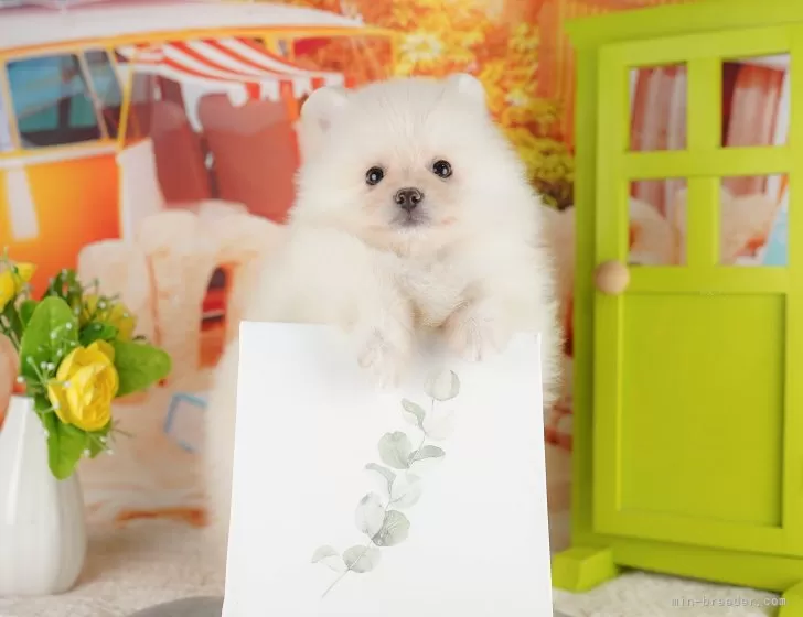 ポメラニアン【茨城県・男の子・2025年7月31日・クリーム】11/8㈯9