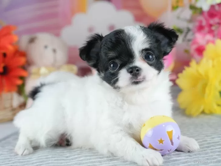 服*犬様 embryo chinese bland power net タイニープードル【千葉県・男の子・2025年7月10日・ホワイト