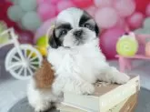 シーズー【茨城県・男の子・2025年6月17日・ゴールド&ホワイト】の写真8「獣医師さんによる健康診断実施済み！🏥もちろん健康診断書も付いてます🌟」
