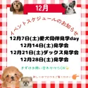 カニンヘンダックスフンド(ロング)【茨城県・男の子・2024年9月7日・ブラック&タン】の写真5「今年最後のわんちゃんとの出会いの場を盛大にご用意💕詳しくはブログをご覧ください✨問い合わせ急増中✉」
