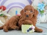 トイプードル(トイ)【茨城県・男の子・2025年4月9日・レッド】の写真8「獣医師さんによる健康診断実施済み！🏥もちろん健康診断書も付いてます🌟」