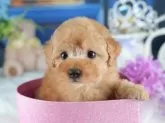 トイプードル(トイ)【茨城県・男の子・2025年5月18日・レッド】の写真8「獣医師さんによる健康診断実施済み！🏥もちろん健康診断書も付いてます🌟」