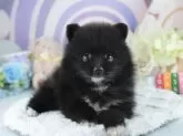 ポメラニアン【茨城県・男の子・2025年3月25日・ブラック】の写真9「獣医師さんによる健康診断実施済み！🏥もちろん健康診断書も付いてます🌟」