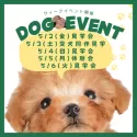 トイプードル(トイ)【茨城県・女の子・2025年3月3日・レッド】の写真2「5月2日(金)～5月6日(火)イベントウィーク開催🌟詳しくは2枚目をご覧ください👀」