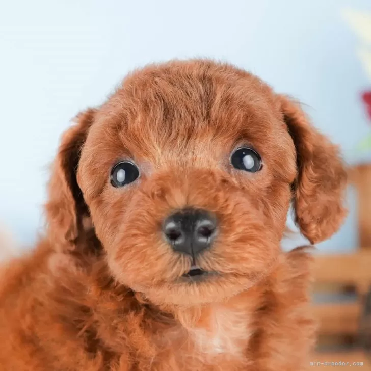 ID:2407-04430の子犬