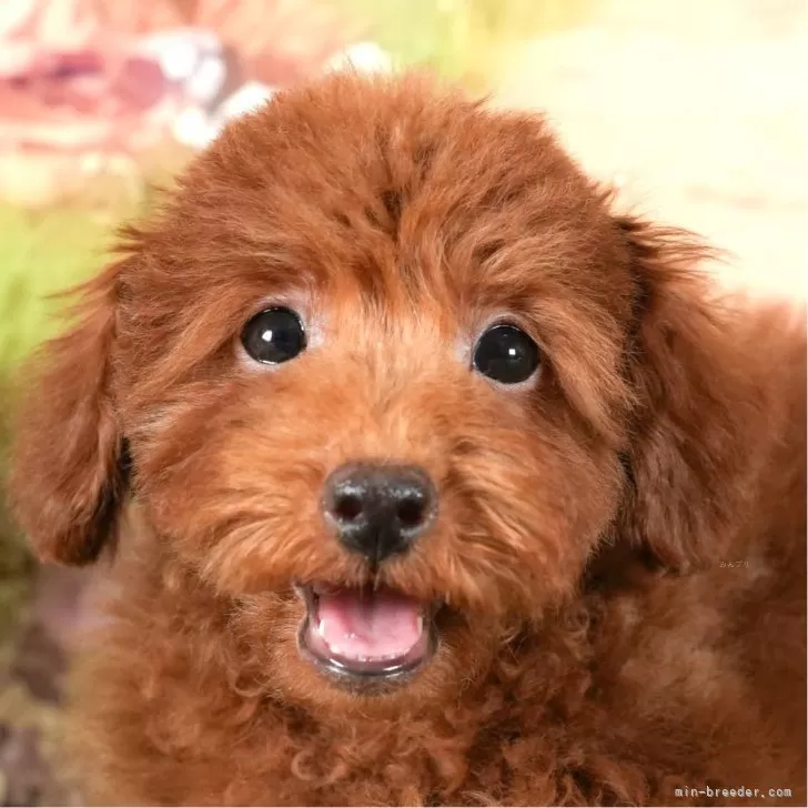ID:2312-02887の子犬