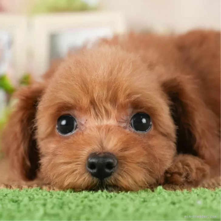 みじゅ 様のお迎えした子犬