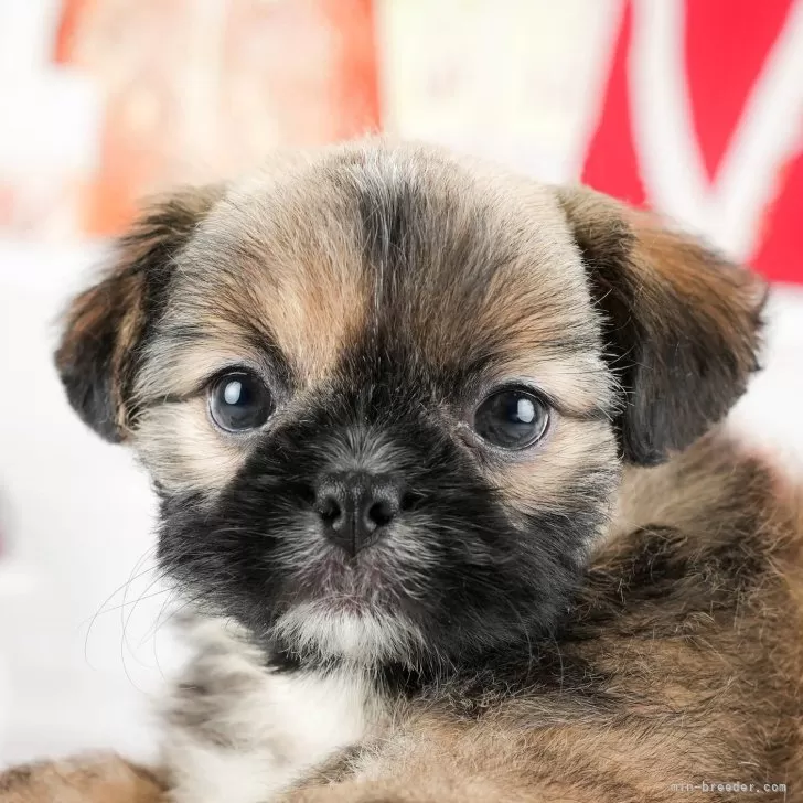 ID:2407-02795の子犬