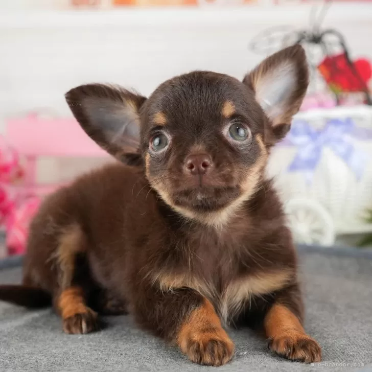 福豆 様のお迎えした子犬